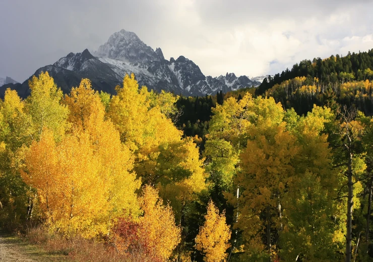 Golden aspen trees with snow-capped peaks